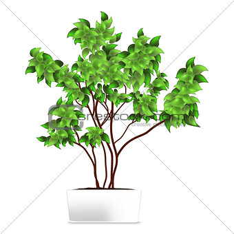 Spotted plant (ficus, pipal) in a white pot. Element of home decor. The symbol of growth and ecology.