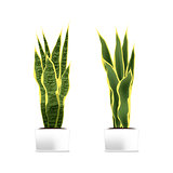 Spotted plant (sansevieria) in a white pot. Element of home decor. The symbol of growth and ecology.