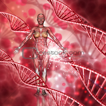 3D female medical figure with muscle map on a DNA strands backgr