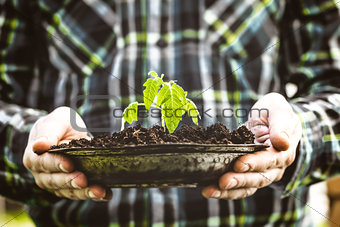 Garden seedling in farmer's hands