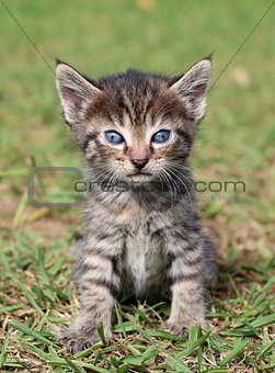 Cute little kitten portrait