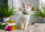 White kitten with flowers in the spring studio