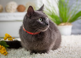 Gray cat in a red collar sitting on a carpet in the studio