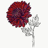 Lovely Isolated big Red Flower grafical paint