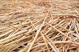 Hay or straw or dry grass background texture.