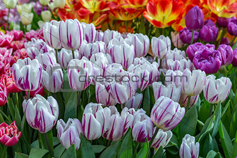 Bright fresh tulips