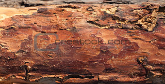 Wooden pine board