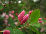 Pink Honeysuckle buds