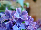 Blossoming Lilac close up