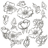 Wild dog rose set flowers contour ink adult coloring page with buds drawing vector clipart on white background for scrapbooking