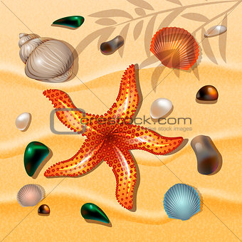 Shells and starfishes on sand background. Summer Theme