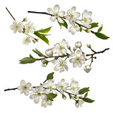 Set of Blossoming cherry branches