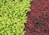 Closeup of the two color shrub.