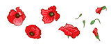 Red poppies isolated on white background. Buds and flowers. Floral vector
