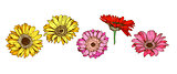 Colorful gerbera flowers isolated on white background. Floral vector.