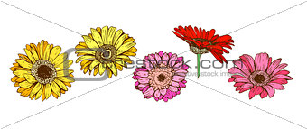 Colorful gerbera flowers isolated on white background. Floral vector.