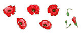 Red poppies isolated on white background. Buds and flowers. Floral vector