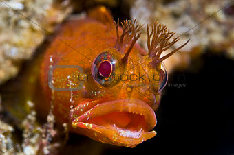 Fringehead fish close-up