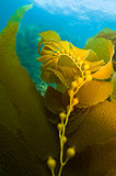 Kelp with bulbs