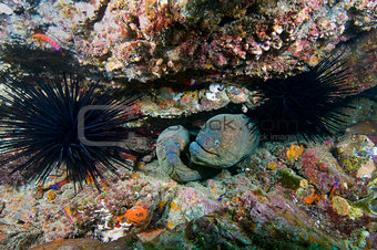 California moray eels (Gymnoyhorax mordax)