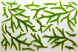 A variety of branches of spruce, plants, moss on isolated white background.
