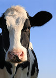 Portrait of Holstein cow