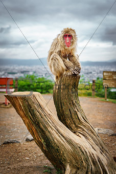 Monkey over trunk in Arashiyama mountain