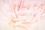 Peony flowers blossom delicate blured frame. Shallow depth. Greeting card background. Floral template. Soft pastel toned