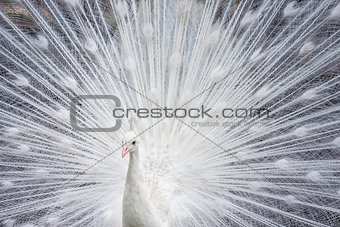 White peacock showing off his bright tail