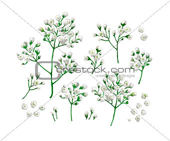 Set collection of gypsophila flowers in watercolor style isolated on white background.