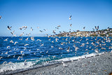 Seagulls on Kaikoura beach, New Zealand
