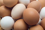 Eggs are chicken. Close-up