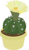 Astrophytum cactus icon isolated on white