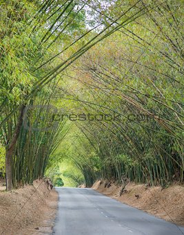 Avenue with road and Bamboo trees