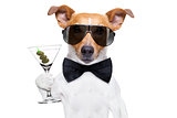 cocktail drinking  dog