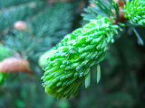 young pine branch with raindrops