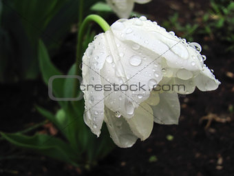 White Tulip after the rain bowed his head down