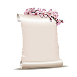 Scroll blank paper with blossoming cherry branch