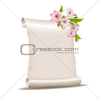 Scroll blank paper with blossoming cherry branch