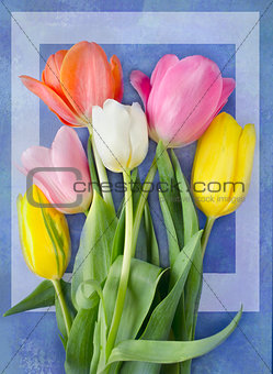 Beautiful blossoming tulip flower. Floral design. Nature background. Spring background with beautiful fresh flowers