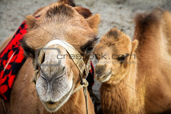 Close shot on camel and her calf, India