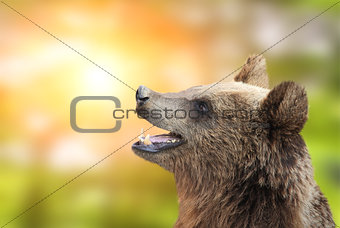 Brown bear on green sunny background