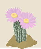 Cactus with pink flowers on the light background.