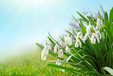 White snowdrop flowers isolated on blue sky.