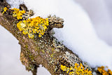 Closeup detail of yellow moss texture