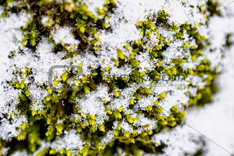 Detail shot of a texture with snow and green moss
