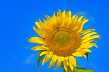 Closeup of flower sunflower