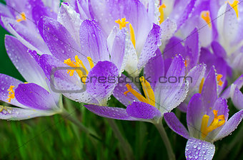 Photo close small spring flowers crocuses