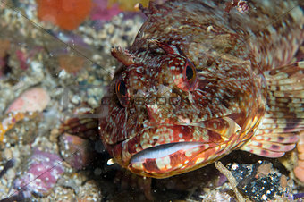 Rockfish along Flame Reef, Santa Cruz Island, CA