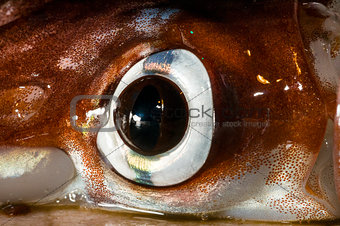 Squid Eye close-up with Chromatophores